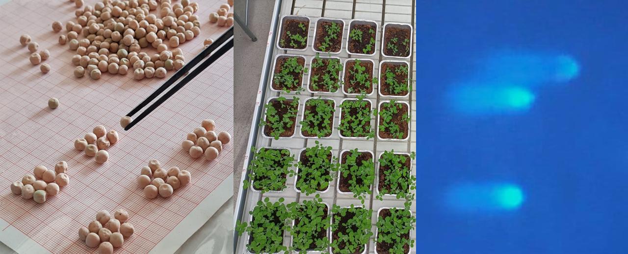 Lab. Fisiologia Molecolare del Seme