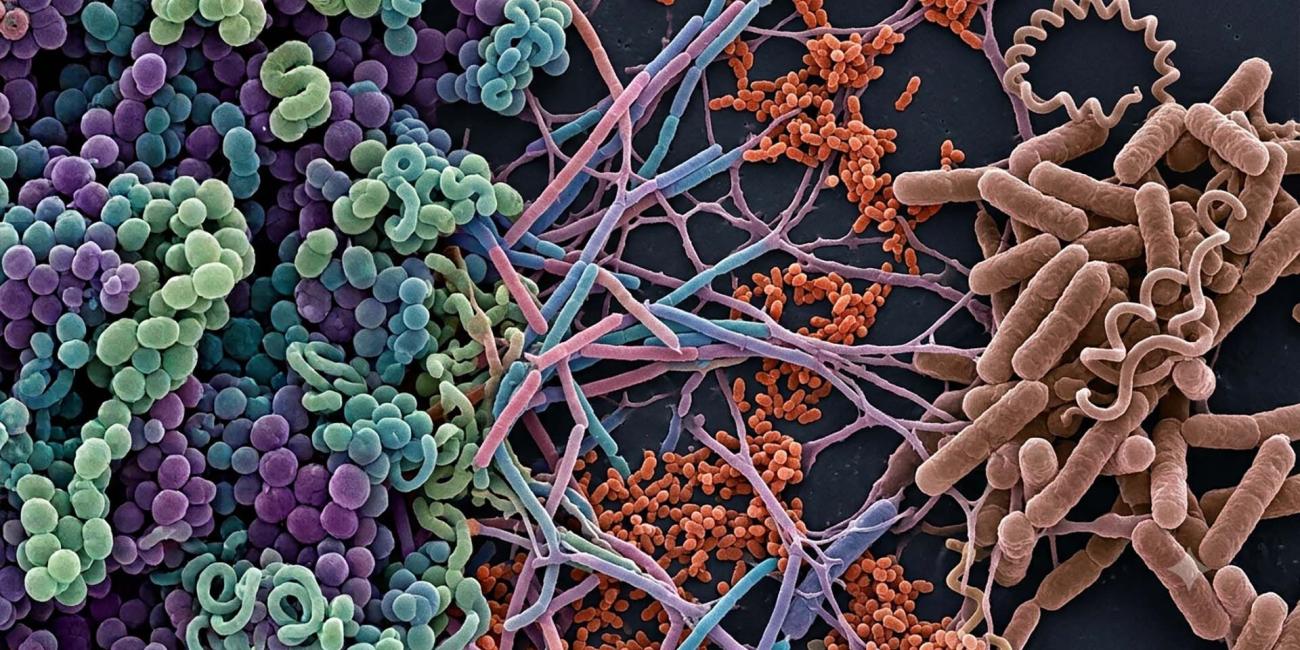Corso Perfezionamento Microbioma